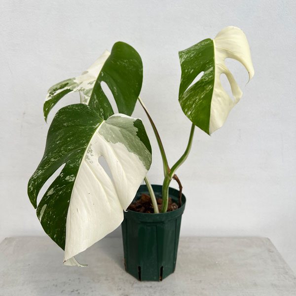 園芸ネット本店｜[ザ・ファームセレクト]モンステラ：ボルシギアーナ