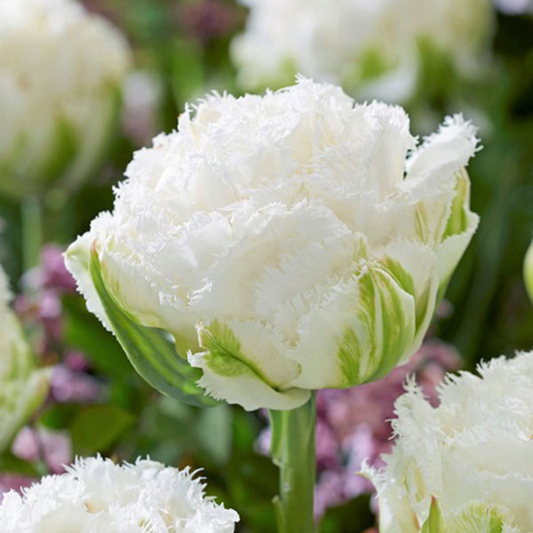 園芸ネット本店｜チューリップ：スノークリスタル5球入り（FR） の通販