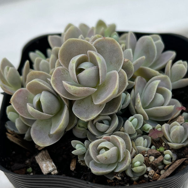 園芸ネット本店｜セダム：子持ち蓮華2.5号ポット 3株セット の通販【公式】