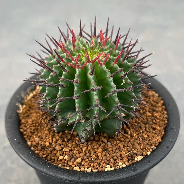 園芸ネット本店｜ユーフォルビア：ポリゴナ 3号鉢 の通販【公式】