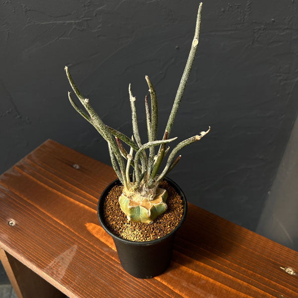 園芸ネット本店｜アストロフィツム：カプトメデューサ 3号鉢植え* の