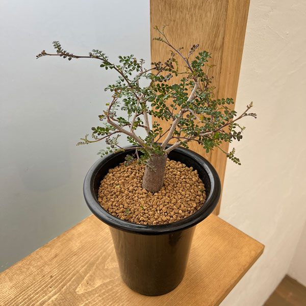 園芸ネット本店｜オペルクリカリア：デカリー （根伏せ株） 5号鉢植え