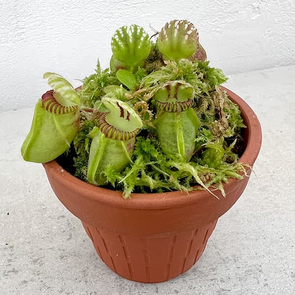 園芸ネット本店｜セファロタス：フォリキュラリス ハマース ジャンボ 3