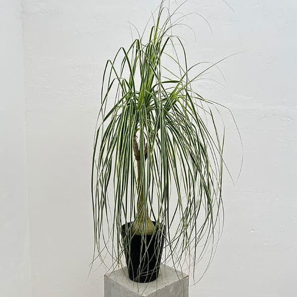 園芸ネット本店｜トックリラン（斑入り） 6号24-01 の通販【公式】