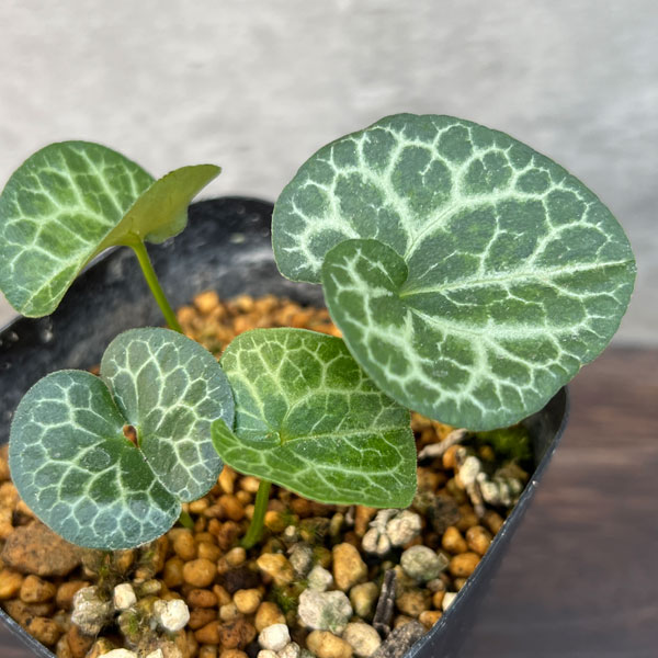 園芸ネット本店｜カンアオイ（寒葵）：真鶴（マナヅル）3号ポット の