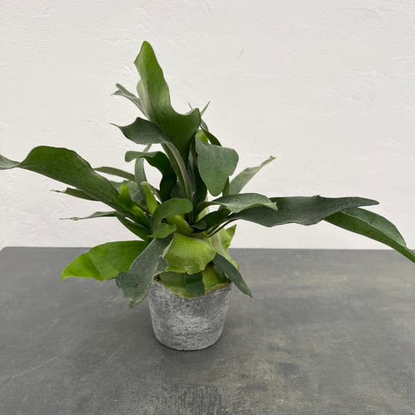 園芸ネット本店｜ビカクシダ（コウモリラン）：ネザーランド 4号陶器鉢