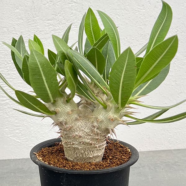 園芸ネット本店｜パキポディウム：デンシフローラム 3号鉢植え* の通販