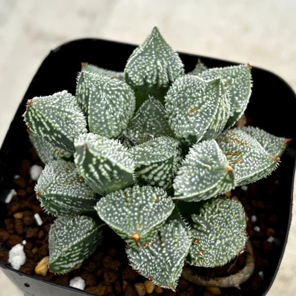 園芸ネット本店｜ハオルチア：エンジェル（グリーンウッディ交配特選