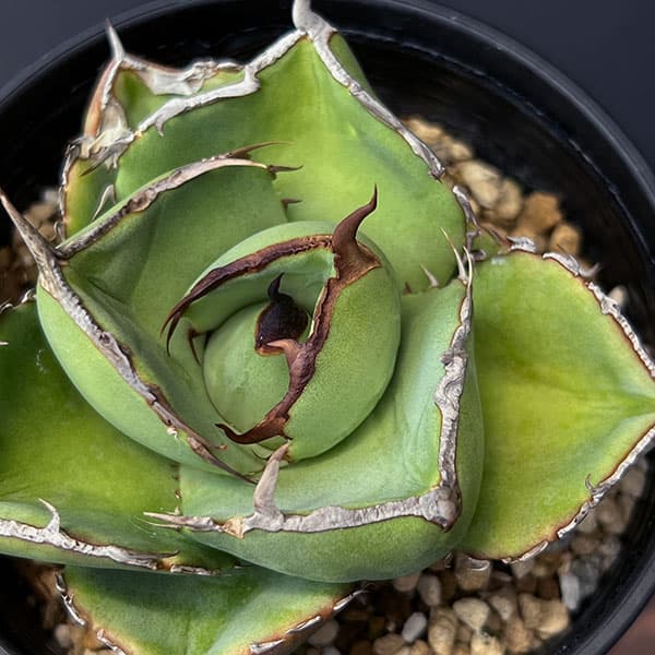園芸ネット本店｜アガベ：ジャガーノート 3.5号鉢植え の通販【公式】
