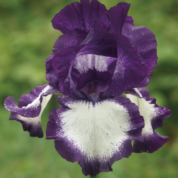 園芸ネット本店｜ジャーマンアイリス：ロンド3.5号ポット の通販【公式】