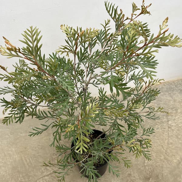 園芸ネット本店｜[ザ・ファームセレクト]グレビレア：ドーンパープル 7