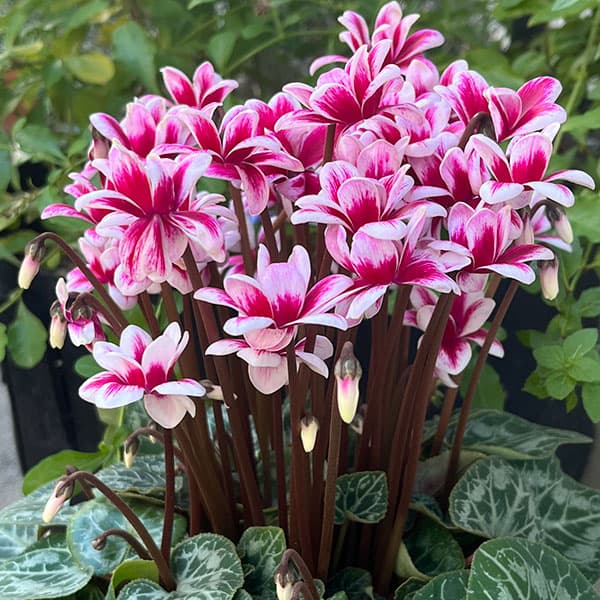 園芸ネット本店｜シクラメン：チモ ピコティ多花性小輪100輪咲き（仮称