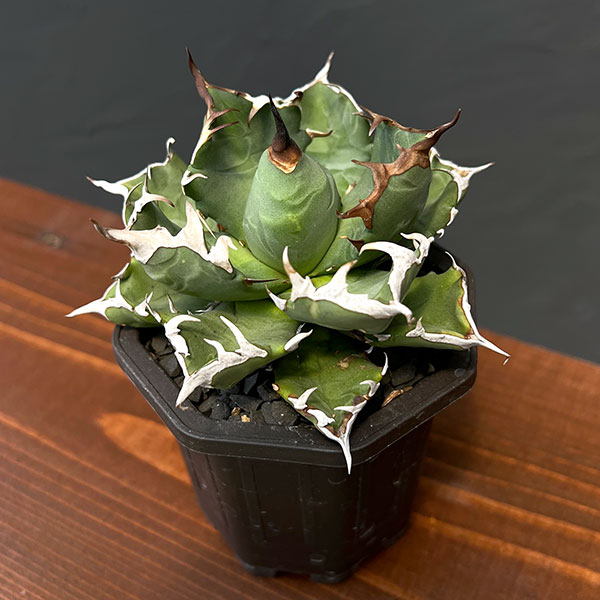 園芸ネット本店｜[ザ・ファームセレクト]アガベ：チタノタ 姫巌竜 3号