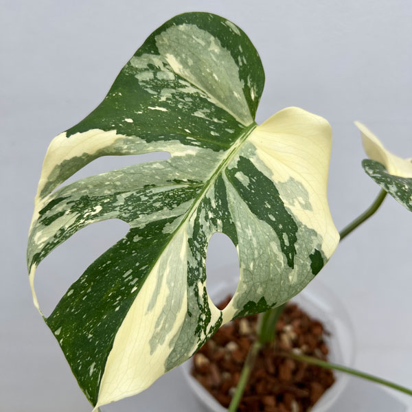 園芸ネット本店｜[ザ・ファームセレクト]モンステラ：タイコンステ