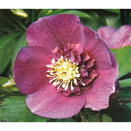 園芸ネット本店｜杉光園芸さんのクリスマスローズ：セミダブルレッド3