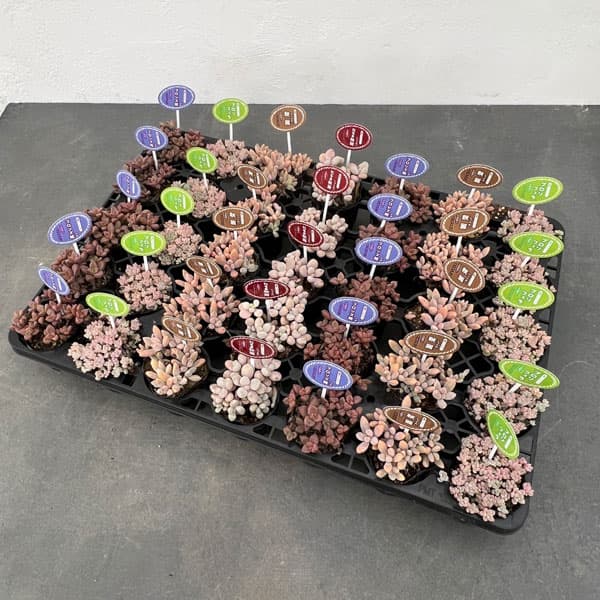 園芸ネット本店｜多肉植物つぶつぶセット 2号ポット 6株セット の通販