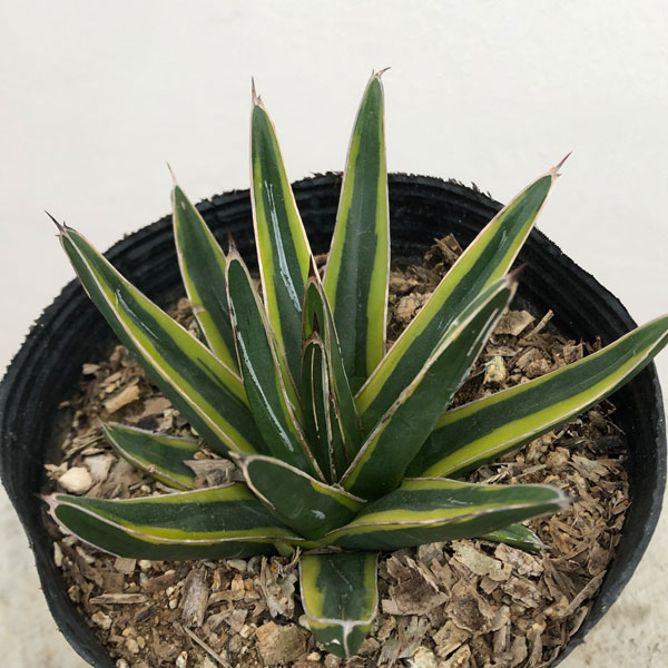 園芸ネット本店｜アガベ：ササノユキ ニシキ（笹の雪錦）4号ポット の