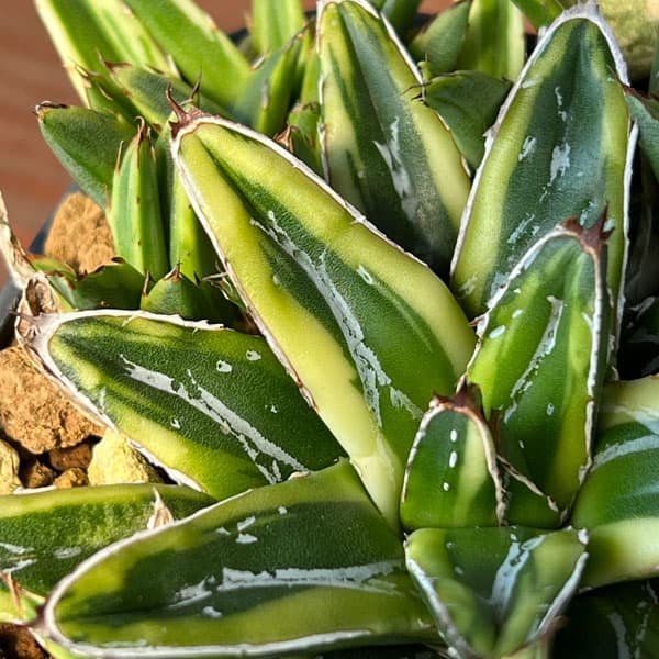 園芸ネット本店｜アガベ：笹の雪 輝山 8cmスクエア鉢 の通販【公式】