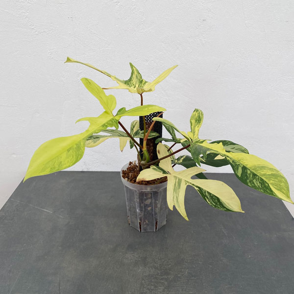 園芸ネット本店｜フィロデンドロン：フロリダビューティー（斑入） 5号