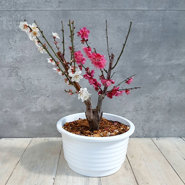園芸ネット本店｜花梅：紅白梅（コウハクバイ）盆栽仕立て5号鉢植え の