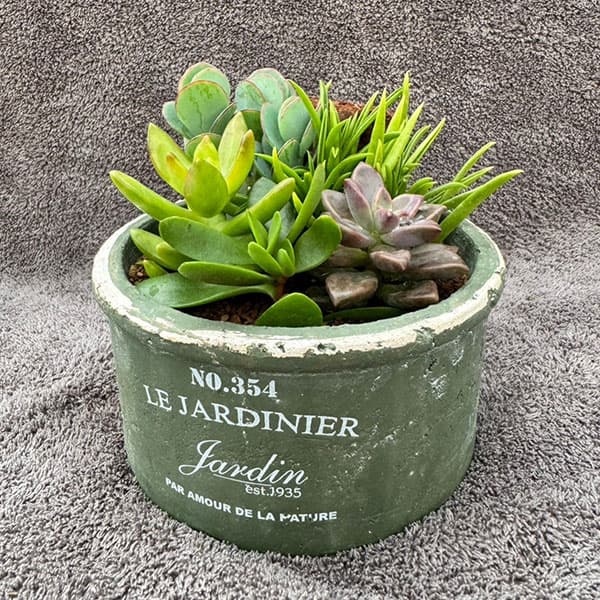 園芸ネット本店｜[送料無料]多肉寄せ植えカラーテラコッタ緑 直径13cm