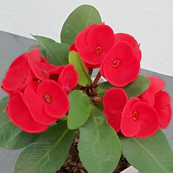 園芸ネット本店｜ハナキリン：八福神 赤系 4号ポット の通販【公式】