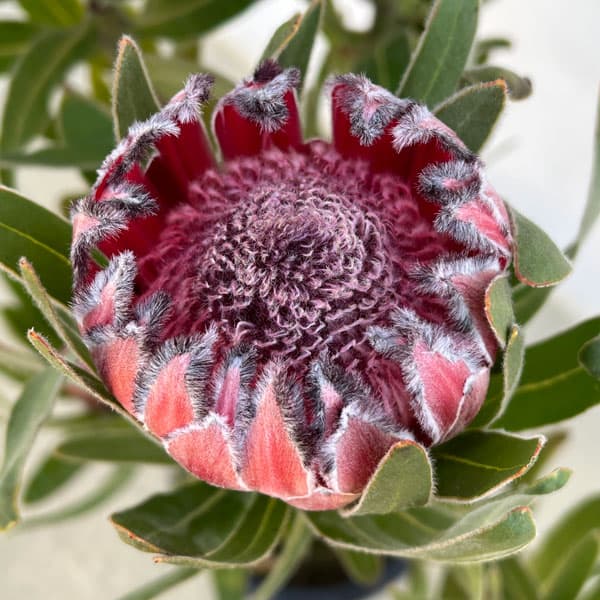 園芸ネット本店｜プロテア：オーストラリスルビー 8号鉢24-03 の通販
