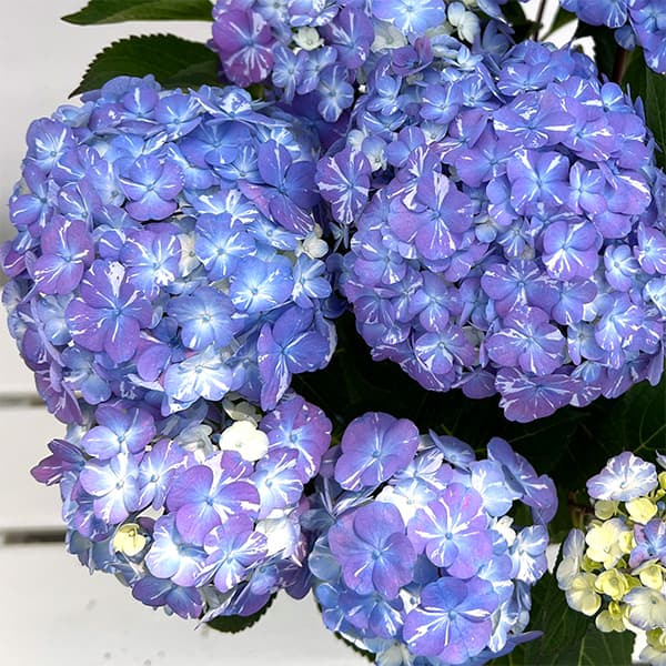 園芸ネット本店｜アジサイ：ラブリーデイ ブルー5号鉢植え の通販【公式】