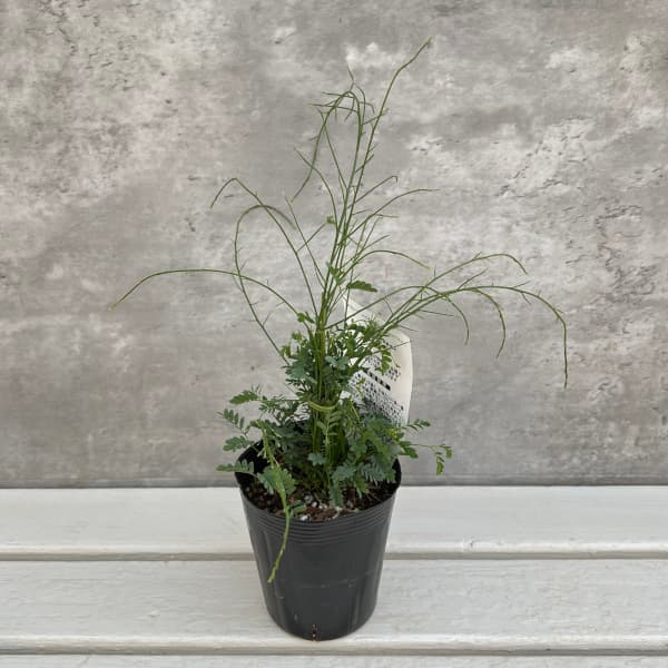 園芸ネット本店｜アカシア：スピネセンス（スピニーワトル） 3.5号