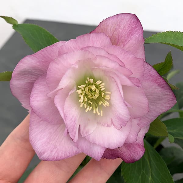 園芸ネット本店｜曽田園芸さんのクリスマスローズ：25-28大輪系ダブル