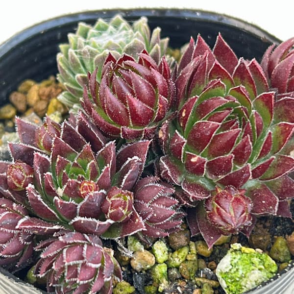 園芸ネット本店｜センペルビウムsp 6.5cmポット の通販【公式】