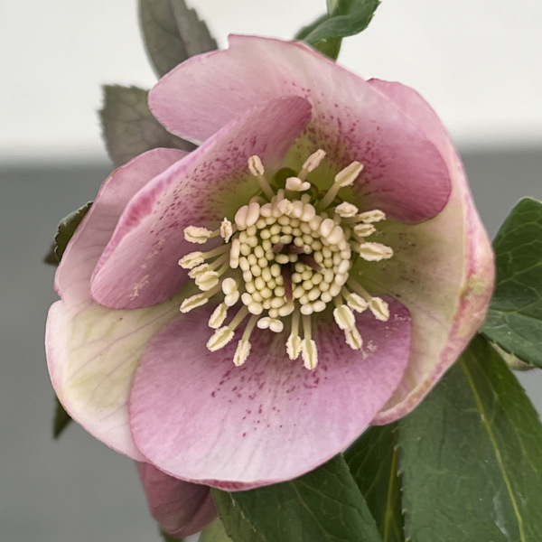 園芸ネット本店｜横山園芸さんのクリスマスローズ：プチドール25-02