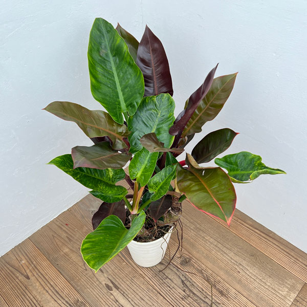園芸ネット本店｜フィロデンドロン：ロジョコンゴ（変異株） 7号鉢植え