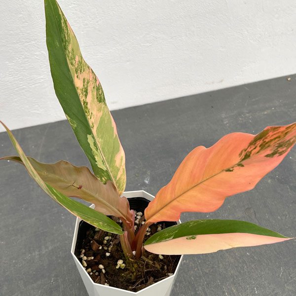 園芸ネット本店｜フィロデンドロン：キャラメルマーブル 斑入り 4号