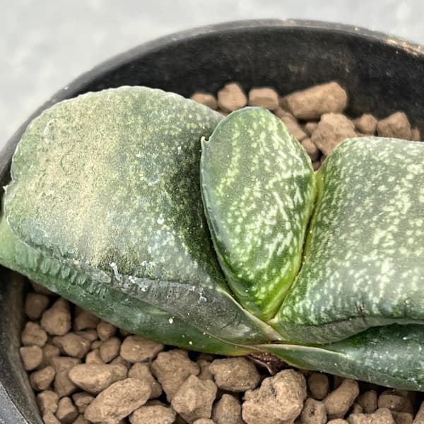 園芸ネット本店｜ガステリア：臥牛交配種 3号鉢植え の通販【公式】