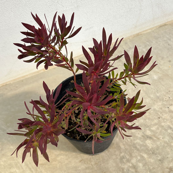 園芸ネット本店｜リューカデンドロン：チェーキー 5号鉢植え の通販