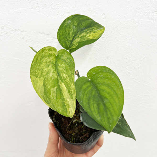 園芸ネット本店｜スキンダプサス：ジェイドサテンバリエガータ 3号