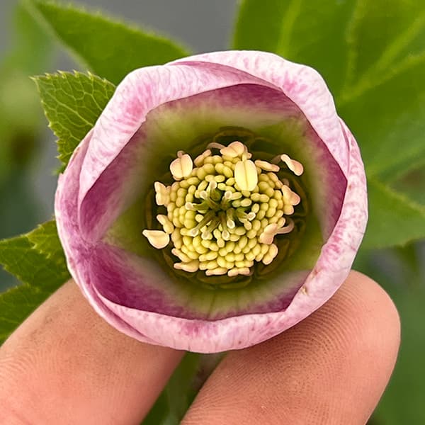 園芸ネット本店｜大和園さんのクリスマスローズ：25-21パステリッシュ