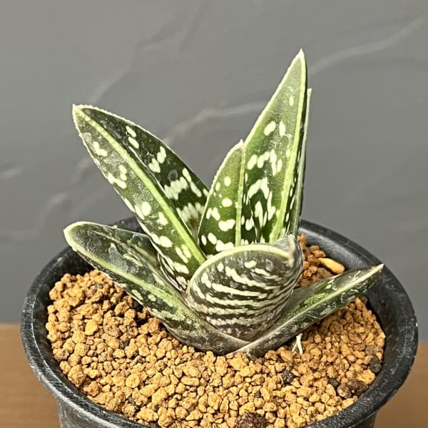 園芸ネット本店｜アロエ：千代田錦 3号鉢植え の通販【公式】