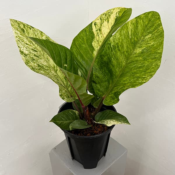 園芸ネット本店｜アンスリウム：ハイブリット（斑入り）8号25-01 の