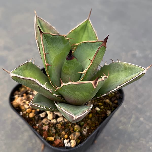 園芸ネット本店｜アガベ：オテロイ 3号ポット* の通販【公式】
