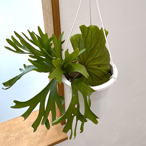 園芸ネット本店｜ビカクシダ（コウモリラン）：マウントキッチャクード