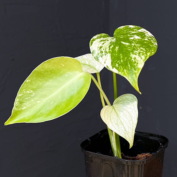 園芸ネット本店｜モンステラ：ホワイトモンスター 3号鉢植え の通販