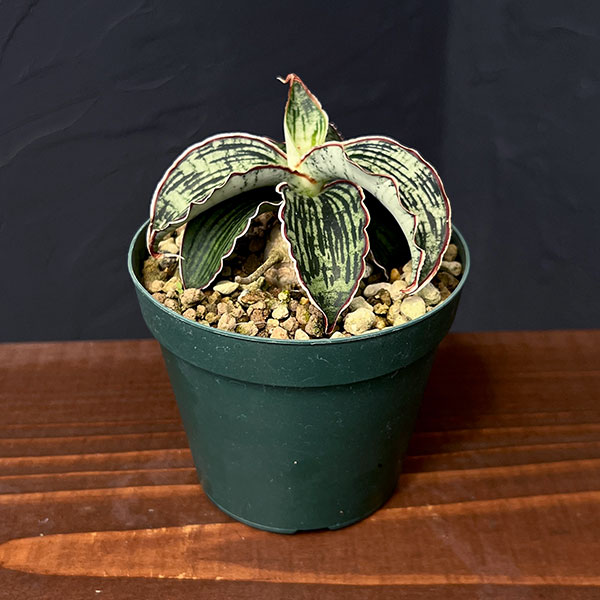 園芸ネット本店｜サンセベリア：クレオパトラ 3号ポット の通販【公式】