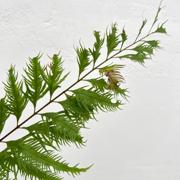 園芸ネット本店｜ドリナリア：リキドラホワイティ 3.5号鉢植え の通販