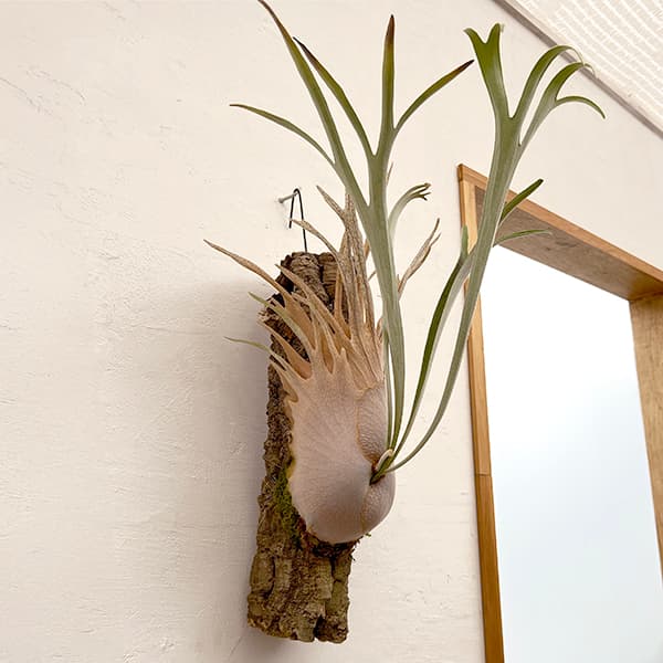 園芸ネット本店｜[ザ・ファームセレクト]ビカクシダ（コウモリラン