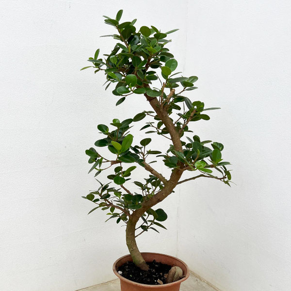 園芸ネット本店｜ガジュマル：パンダガジュマル（曲げ仕立て） 6号