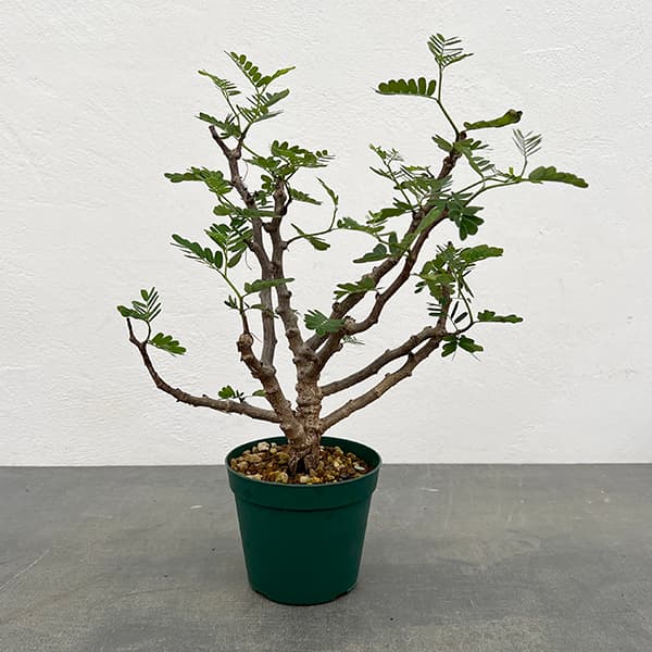 園芸ネット本店｜センナ：メリディオナリス 3.5号25-03* の通販【公式】