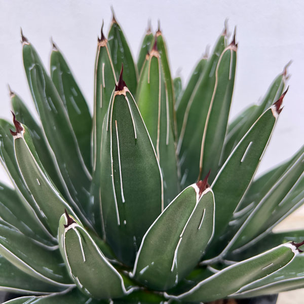 園芸ネット本店｜アガベ：笹の雪 8号鉢植え の通販【公式】