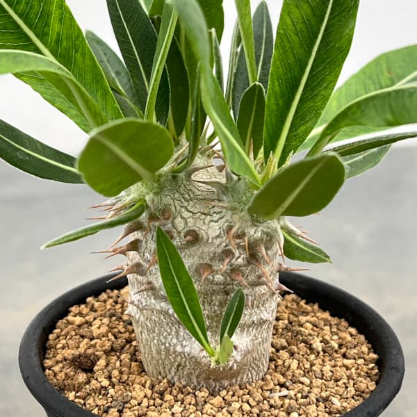 園芸ネット本店｜パキポディウム：ホロンベンセ (実生株) 2.5号鉢植え